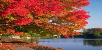 Awesome Fall Days Flowers Lovely Wallpaper55 Best Wallpaper