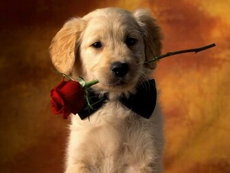 Cute Puppy Wallpaper For Desktop