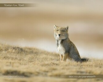 Planet Earth Animals Wallpaper HD In