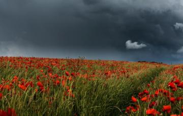 Wallpaper Field The Sky Flowers Clouds Maki Red Storm Poppy