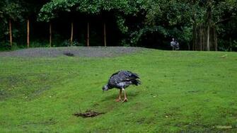Southern Screamers Barbaras HD Wallpaper