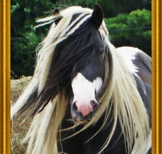 Portrait Of A Gypsy Vanner Wallpaper
