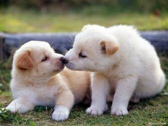Wallpaper Animal Chummy Baby