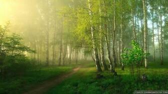 Forest Spring Nature Wallpaper Pixel HD