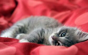 Cute Kitten Wallpaper For Desktop