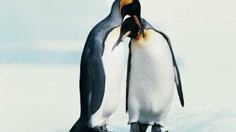 Penguin Wallpaper