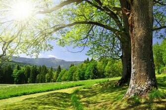 Landscape Forest Trees Beautiful Country Road Wallpaper