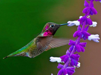 HD Birds Wallpaper