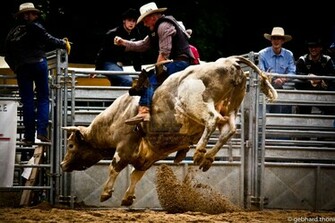 Pin Bull Riding Wallpaper