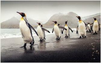 King Penguin Of South Georgia Wallpaper