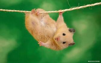 Dream Wallpaper Animal Cute Animals