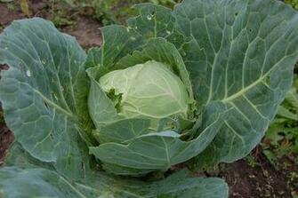 HD Wallpaper Cabbage Vegetable Green Fresh Agriculture