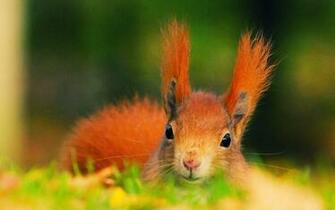 Funny Squirrel Wallpaper HD