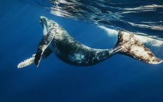 Whale Computer Wallpaper Desktop Background Id