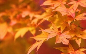 Autumn Leaves Wallpaper