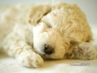 Puppies Toy Poodle Puppy Wallpaper No Desktop