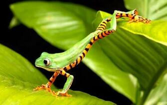 Red Eyed Tree Frog Bright Side Markings HD Wallpaper High Definition