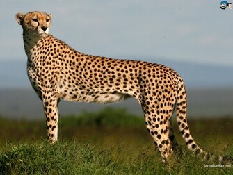Cheetah HD Wallpaper