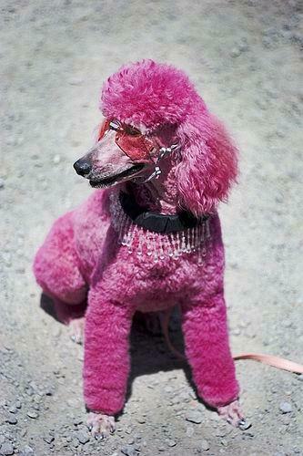 Pink Poodle French Printables Wallpaper Image On