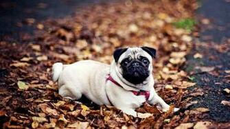 Pug HD Wallpaper Cute Desktop Background Of Dog