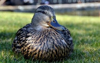 Mallard Wallpaper Animal