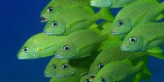 Sea Life