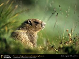 Groundhog Picture Desktop Wallpaper