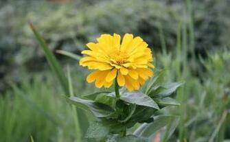 Labels Flowers Pictures Wallpaper Zinnia
