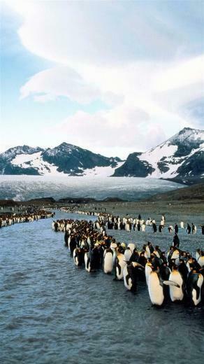 Penguins North Mountains Flock Colony iPhone