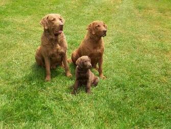 Lovely Chesapeake Bay Retriever Dogs Wallpaper