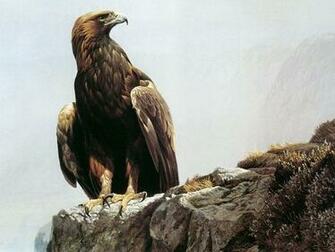 Golden Eagle Wallpaper