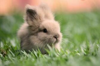 Cut Rabbit Rabbits