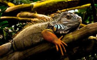 Iguana Wallpaper And Background Image Net