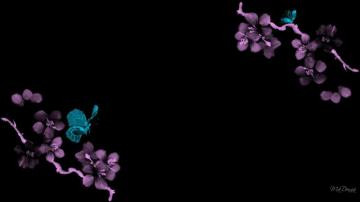 Cherry Blossoms Butterflies HD Wallpaper