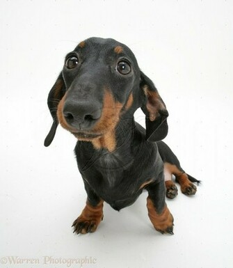 Black Dachshund Wallpaper Animals Insects