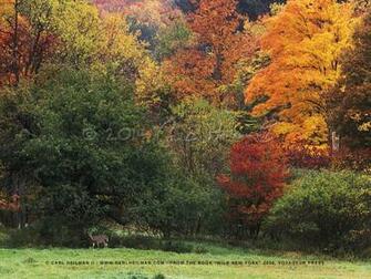 Wild New York Wallpaper Widescreen The Gates Central Park