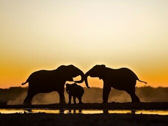 Picture Animal Wallpaper National Geographic Photo Of The Day