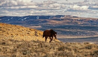 Wild Horse Wallpaper