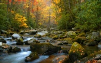 Kelly Forest Background