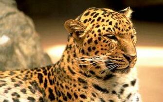 Leopard Print Wallpaper Desktop Background
