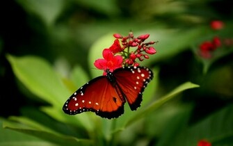 Beautiful Butterfly Wallpaper55 Best Wallpaper For Pcs