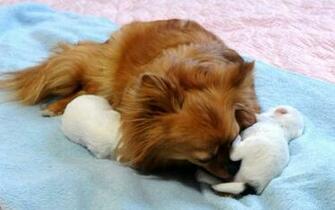 Pomeranian Puppies HD Wallpaper HDwallpaperbackground
