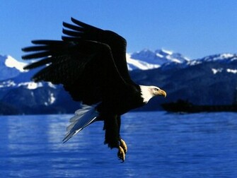 Animals Wild Eagle Wildlife Pictures Eagles Are Large