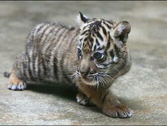 Baby White Tigers Wallpaper