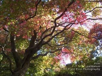Trees Wallpaper Flower Nature Fern