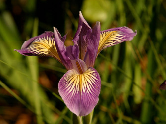 Douglas Iris Flower Quhknxvhqhopr8gw Wallpaper