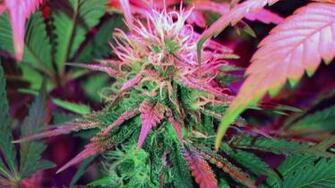 Marijuana Wallpaper