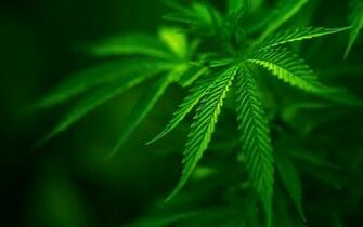 Grass Marijuana Dope Bud Mary Jane Ditchweed Wallpaper
