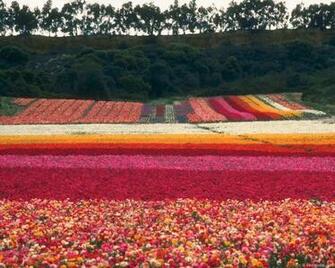 Flower Huge Collection Of Amazing High Resolution Wallpaper Photo