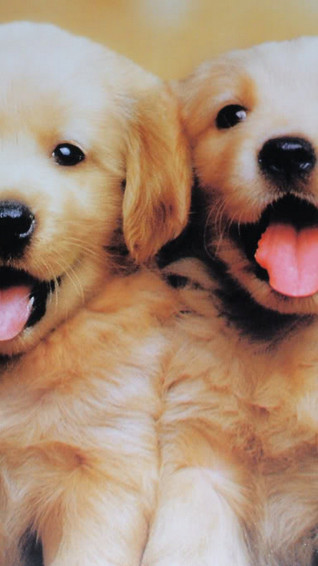 Puppy Wallpaper Home Screen iPhone Cute Dog Picture